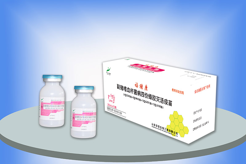 副豬嗜血桿菌病四價蜂膠滅活疫苗(4型SD02株+5型HN02株+12型GZ01株+13型JX03株)